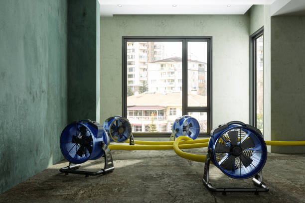 Best Water damage repair service  in Viola, NY